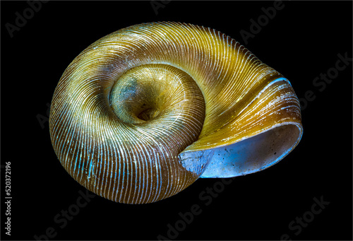 Macro view of the shell of a freshwater ramshorn snail (family Planorbidae).
