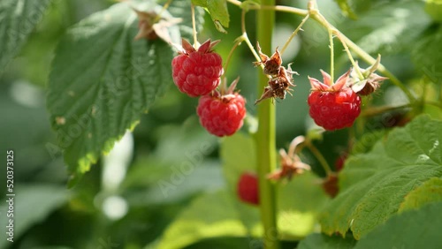 Red Ripe Raspberry Growing on the Bush. Garden Raspberry Hanging on a Branch.