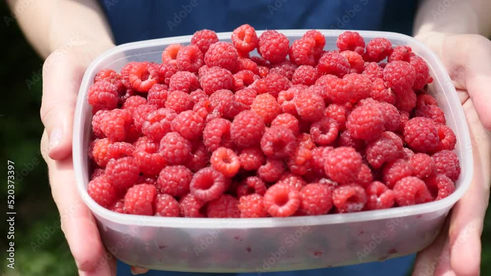 Harvested Raspberries in a Plastic Container. A plastic Box in Hands of a Farmer. Harvested Raspberries in a Plastic Container. A plastic Box in Hands of a Farmer.