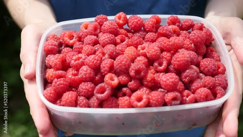 Harvested Raspberries in a Plastic Container. A plastic Box in Hands of a Farmer.