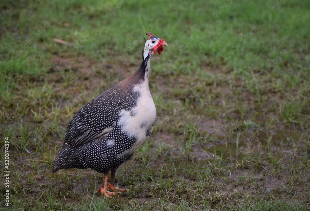 Fototapeta premium Young guinea fowl outdoors.