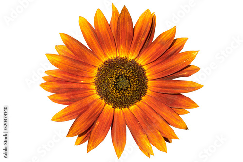 Sunflower 'Moulin Rouge F1' sunny red flower isolated on white