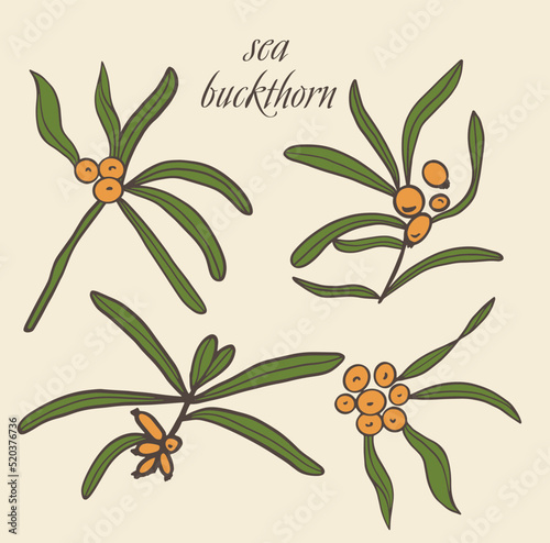 Vector illustration collection of sea buckthorn. Sketch of berries and leaves, drawing on a white background.