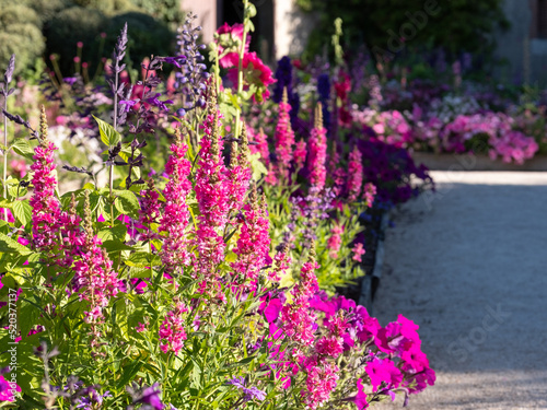 Wide variety of pink flowers in the garden. Photographed in Chaumont sur Loire during the heatwave in July 2022.