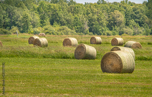 Haystack in the field at sunny summer hot day. Hay bale from dry grass in rolls. Haystack for food and feeding farm animals. Wheat field after harvest silage season. Agriculture and farming concept.