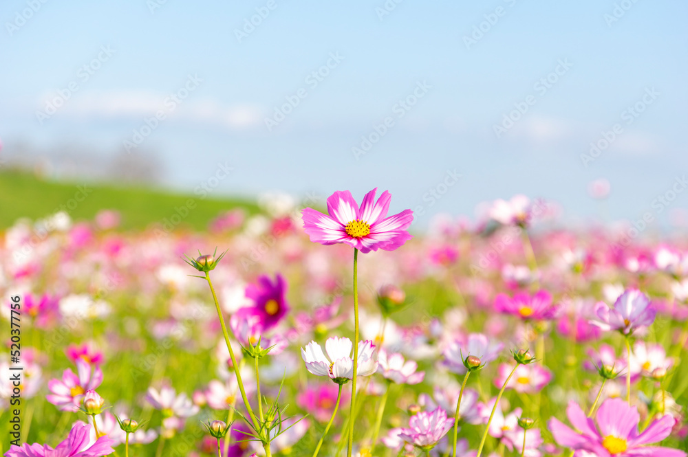 秋の河川敷の花畑に咲くコスモス