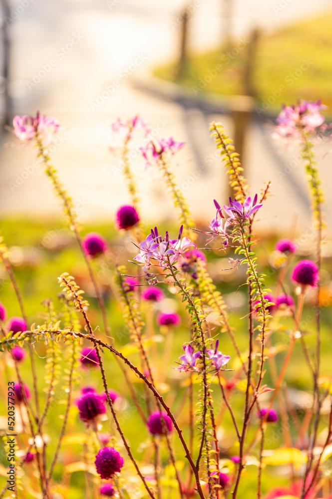 秋のお台場のシンボルプロムナード公園に咲くピンクの花