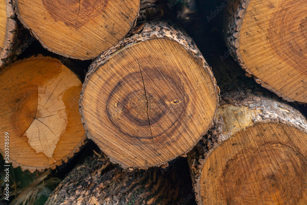 Lumberjack yard in the wild forest. Log trunks pile at the wood mill. Logging timber wood industry in the forest. Pine and spruce trees as wooden trunks, timber wood industry.