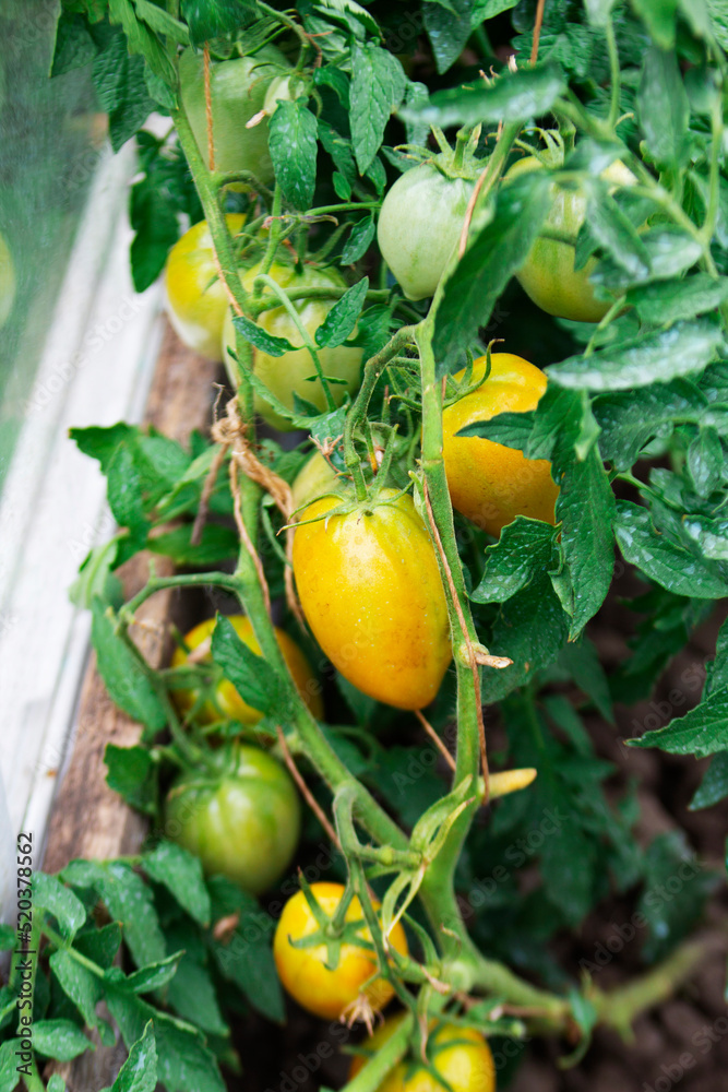 Tomato bushes with ripening tomatoes in a home greenhouse.