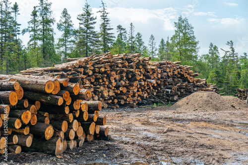 Logs of pine and spruce trees, trunks pile. Sawn trees from the wild forest. Logging timber wood industry. Lumberjack mill with cut trees. Rows of piled tree logs at the local rural lumber yard.