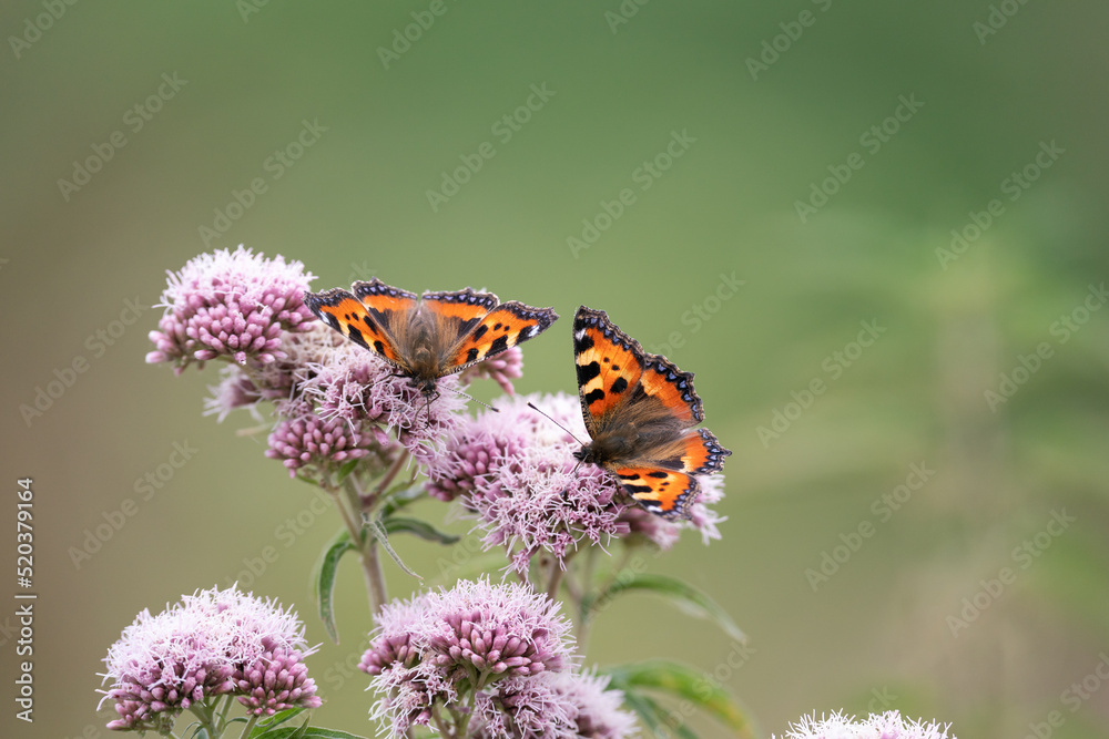 Pair of small tortoiseshell european butterflies upper wing view Pair of small tortoiseshell european butterflies upper wing view