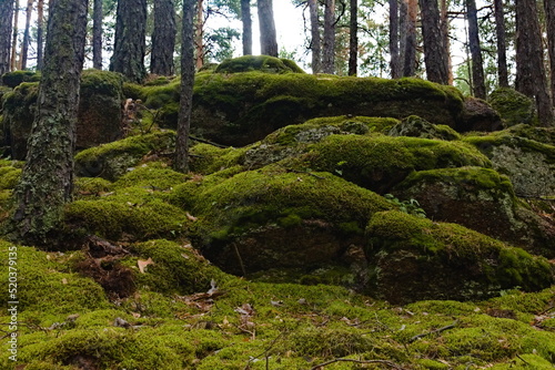 moss covered rocks