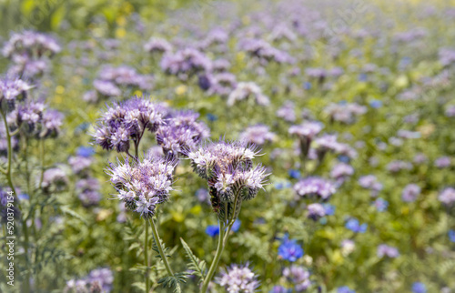 Closeup of a purple flowering lacy phacelia plant in the foreground of a Dutch field margin with verschillende flowers zoals ook blauwe korenbloemen. The plants were sown to promote the biodiversity. photo