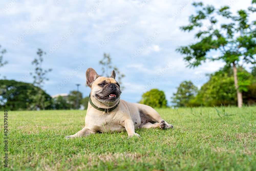 Dog lying at field against cloudy sky background..