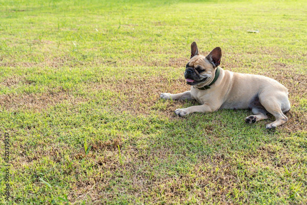 Tired Dog lying on grassland at dusk