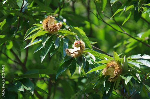chestnut tree