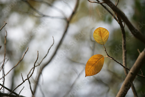 autumn leaves on a tree