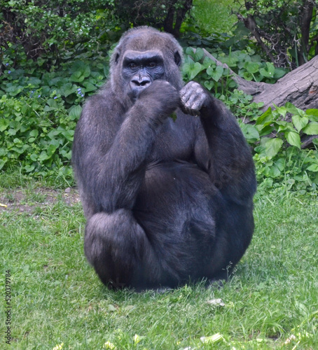 Gorilla portrait