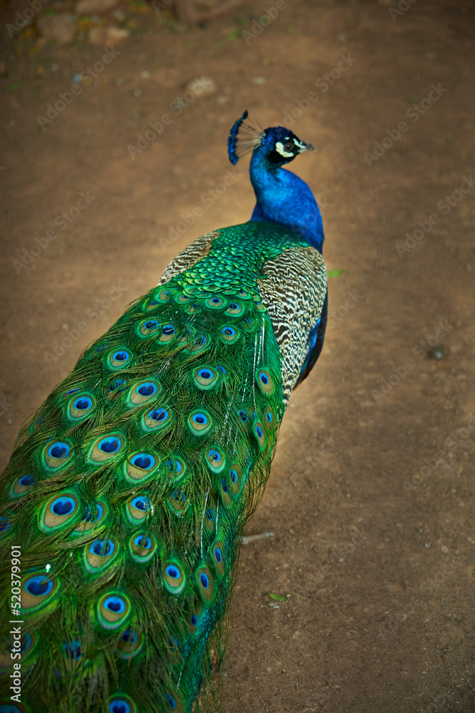Obraz premium a beautiful peacock with a long tail