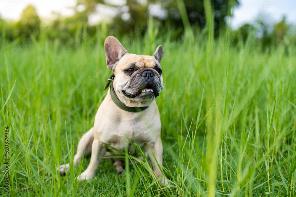 french bulldog puppy sitting