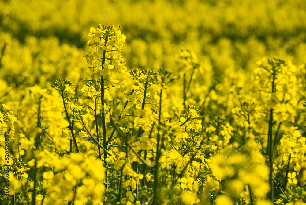 Full frame close-up of yellow blossoming rapeseed or canola (Brassica napus), suitable as a background image Full frame close-up of yellow blossoming rapeseed or canola (Brassica napus), suitable as a background image
