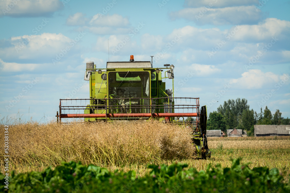 Obraz premium Harvesting rapeseed on a sunny summer day 