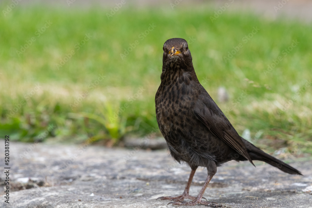 Portrait of a female Eurasian blackbird (turdus merula) perching on a wall Portrait of a female Eurasian blackbird (turdus merula) perching on a wall