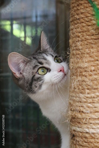 close up of a small kitten is looking up on tehe scratching post