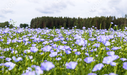 a field of small and light blue flowers with green grass and blue sky and green forest edge in the background