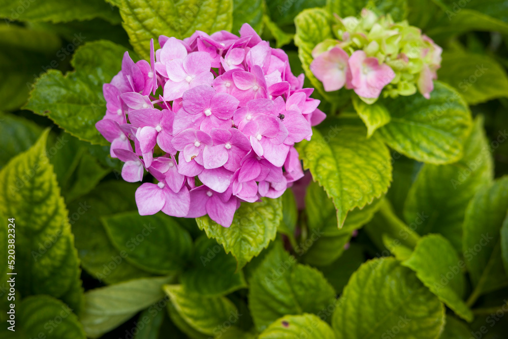 Bush with Hydrangea large-leaved on the estate, shot close-up Bush with Hydrangea large-leaved on the estate, shot close-up