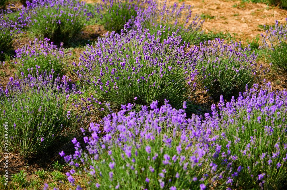 Fototapeta premium Blooming lavender flowers in a farmer's field