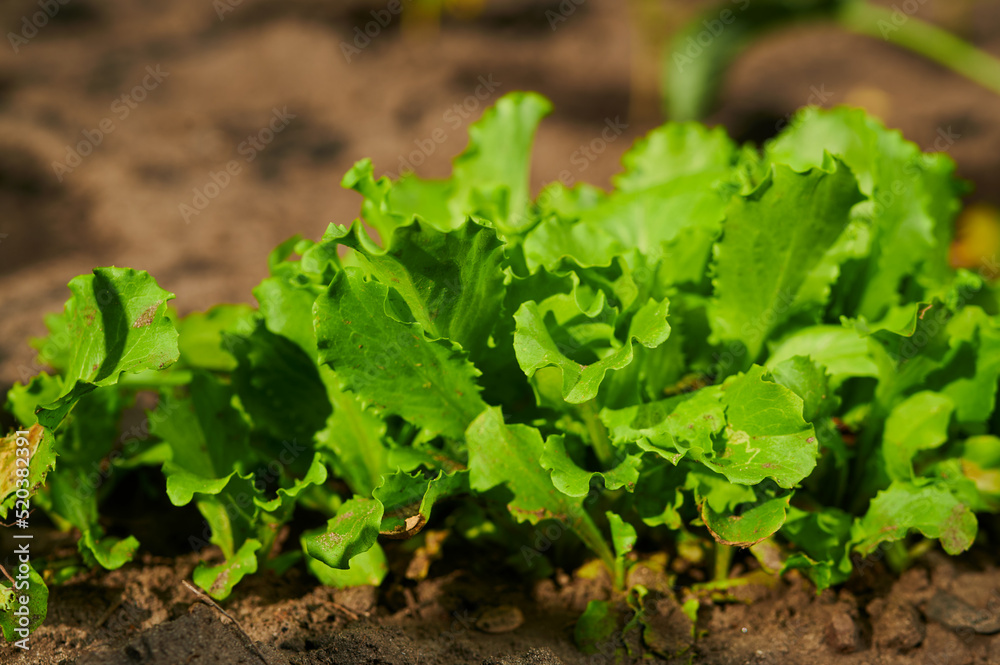Ripening lettuce bushes in a vegetable garden Ripening lettuce bushes in a vegetable garden