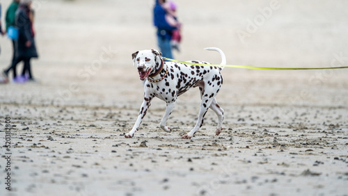 dalmatian on the beach 