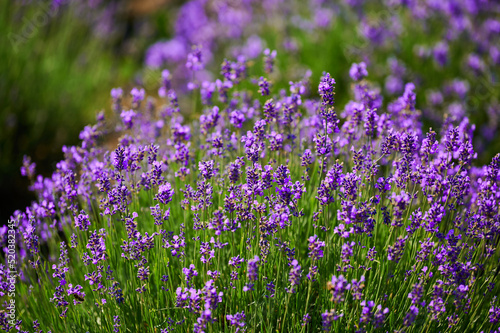 Blooming lavender flowers in a farmer's field