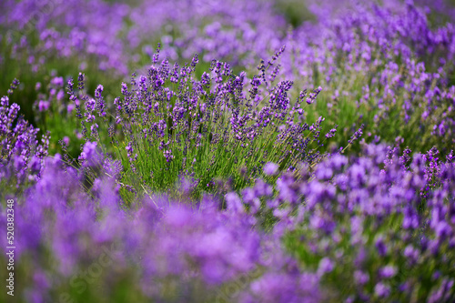 Blooming lavender bushes in a field