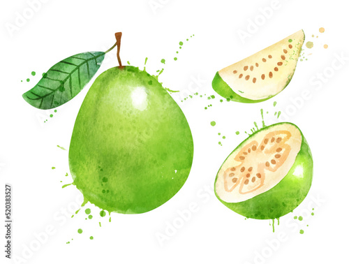 Watercolor vector illustration of Guava fruit