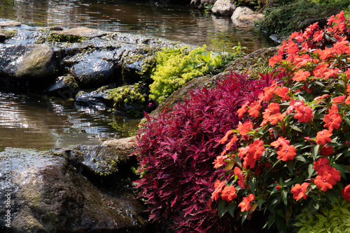Fototapeta Naklejka Na Ścianę i Meble -  Bright Colorful Plants by the pond in the Graden