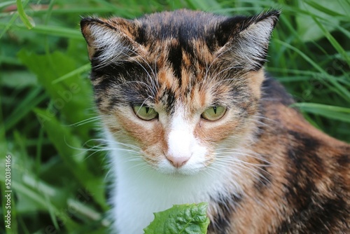 Foto kleine Katze mit buntem Fell