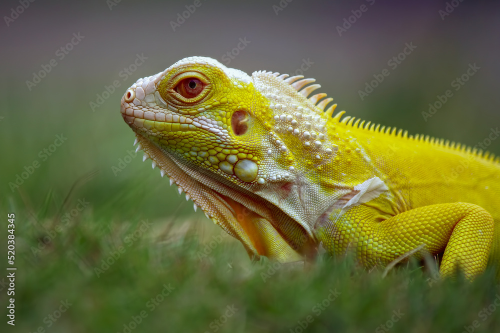 Fototapeta premium Iguana Albino walking on the grass