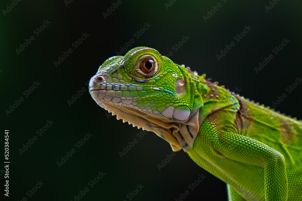 Green Iguana on the branch