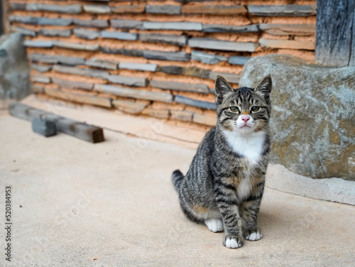 고양이 한국고양이 냥이 고냥이 길고양이 야생고양이 코리안숏헤어 러시안블루 아비시니안 소말리 뱅갈 노르웨이숲