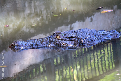 Crocodile Sunbathing in the Ragunan Zoo Indonseia photo