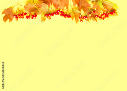 Autumn leaves and red viburnum. Autumn composition on yellow background. Creative copy space for seasonal projects