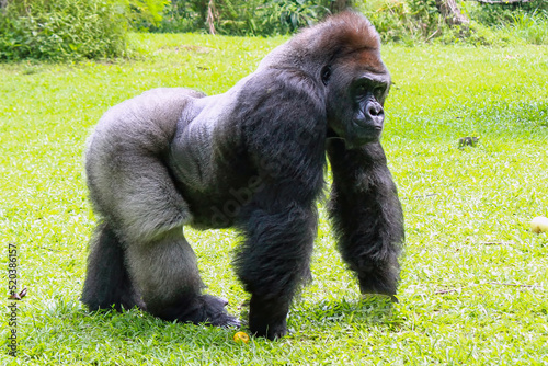 Gorilla in the Ragunan Zoo Indonesia