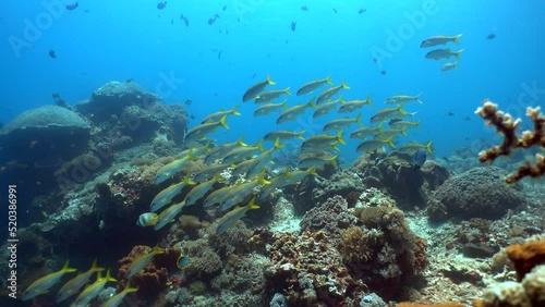 Group of yellowfin goatfishes (Mulloidichthys vanicolensis) swimming over reef photo
