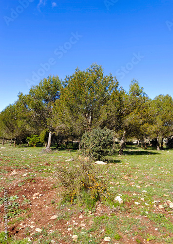 Forest in Andalusia