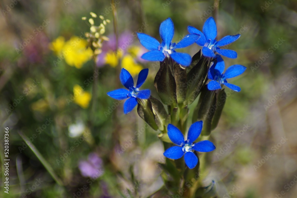 blue flowers in the mountains