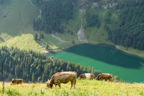 Wandern im Albstein / Schweiz photo