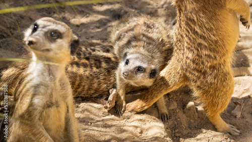 Erdmännchen