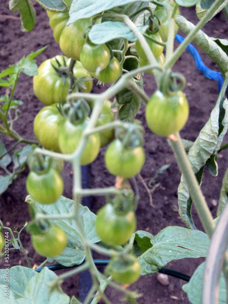 Fototapeta premium Tomatenpfanze mit Tomaten